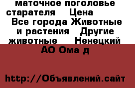 маточное поголовье старателя  › Цена ­ 2 300 - Все города Животные и растения » Другие животные   . Ненецкий АО,Ома д.